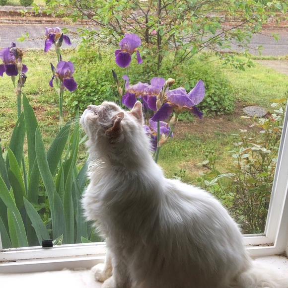 Meet your Posher, Elizabeth - Picture 4 of 4